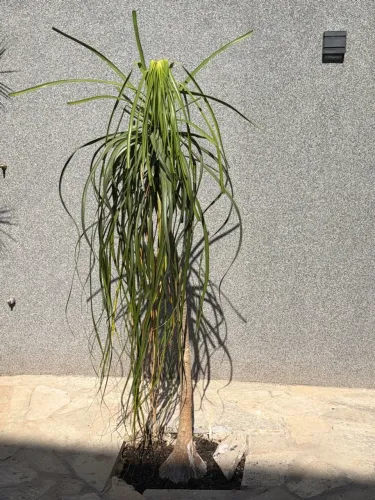 Muda de pata-de-elefante (Beaucarnea recurvata)
