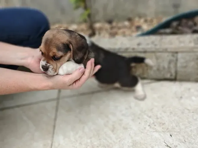 Filhotes Beagle tricolor e bicolor - R$1.200,00