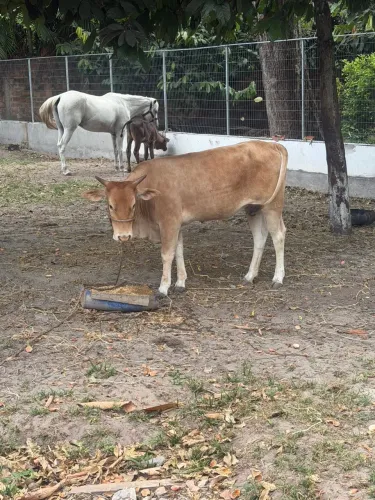 Vaca / Novilha Mestiça Muito Dócil e Saudável - Ótima Oportunidade!