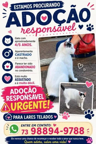 Gato castrado para adoção
