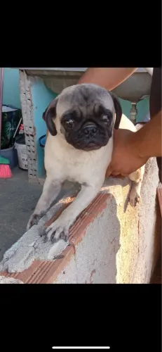 Vendo pug fêmea