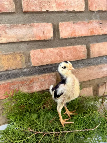 Pintos Balão Sergipano.