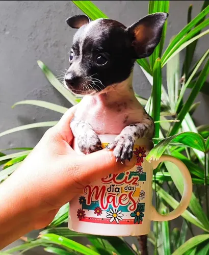 Pinscher 0 -filhotes fofo amorosos ideal para família 