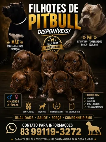 Vende-se filhotes de Pitbull Monstro 