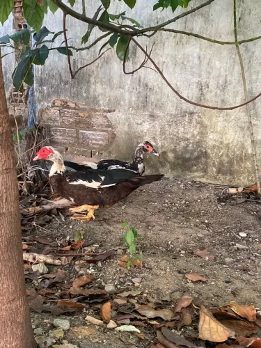Casal de pato adulto