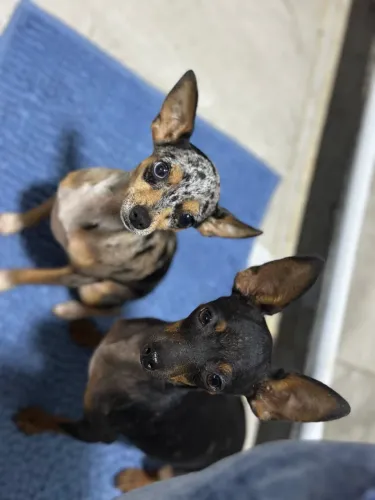 Pinscher oportunidade