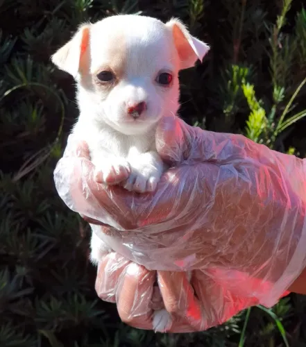Chihuahua, 55 dias