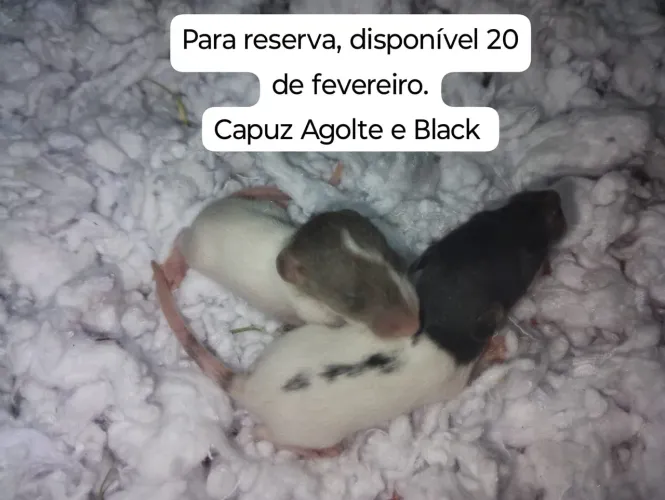 Ratos Twister para pet 