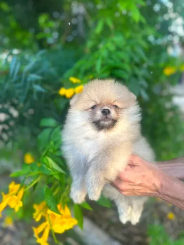Spitz fêmea  linda