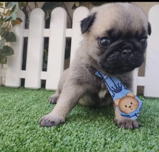 Filhotes de Pug | Companhia perfeita.