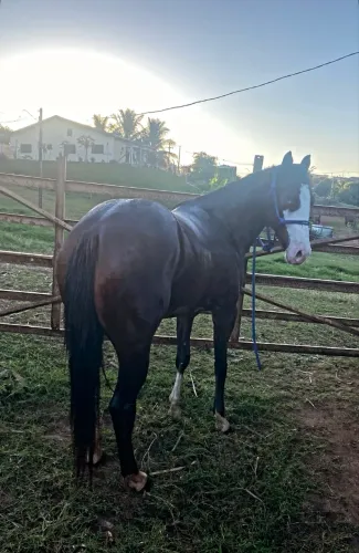 Horse