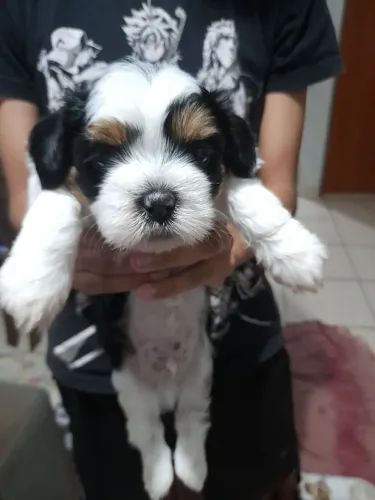 Vende-se filhotes de lhasa apso