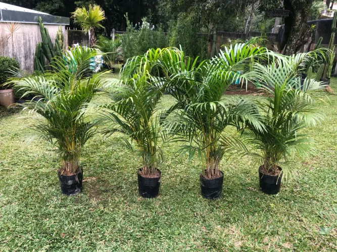 Palmeira areca 1.20m