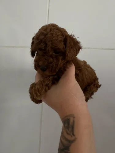 Poodle Toy mini vacinado e vermifugado pronta entrega 
