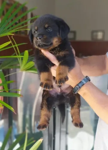 Rottweiler, cabeça de touro, padrão gigante, what's para mais informações *