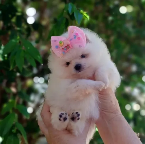 Spitz alemão (lulu da Pomerânia)