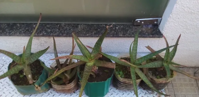 Babosa - Aloe vera.