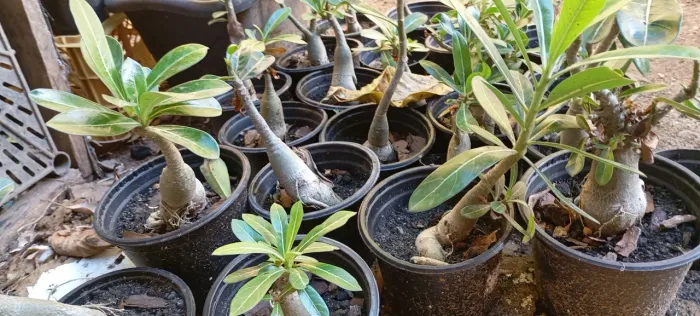 Muda de Rosa do Deserto (Adenium Obesum)