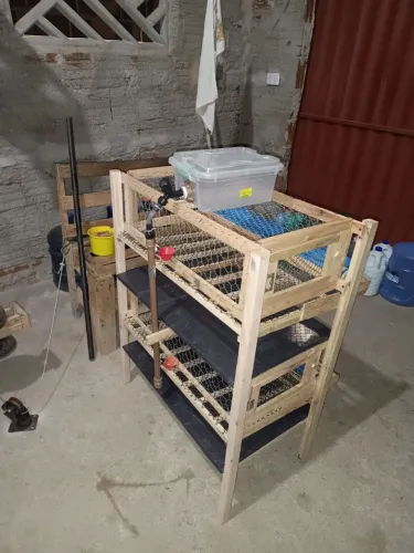 Gaiola para codornas poedeira 