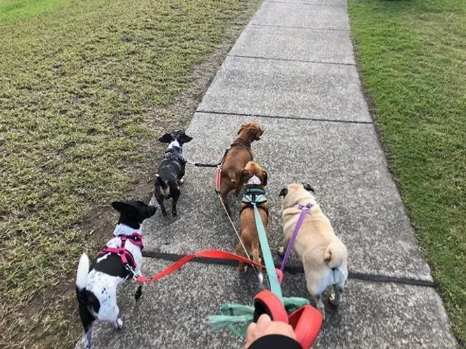 Dogwalker ( passeador de cães )