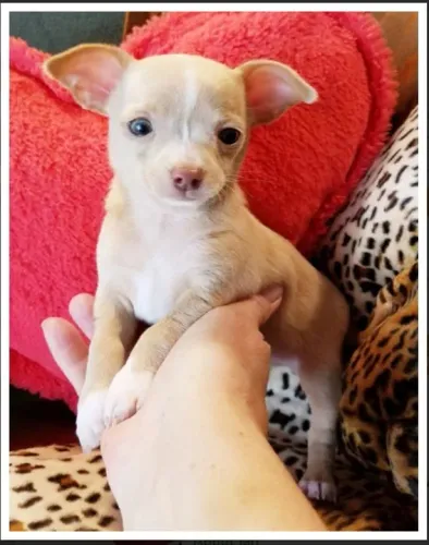 Chihuahua Fêmea White Que Vai Encantar Seu Lar!