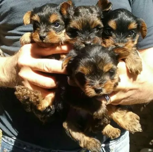 Fêmeas de Yorkshire micro com pedigree e vacina disponíveis - Alberto