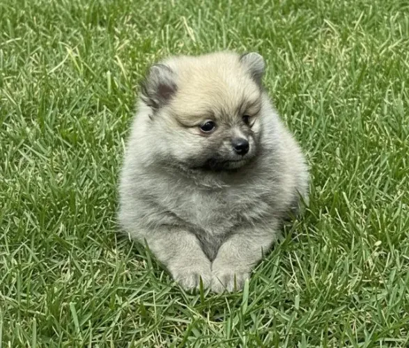 Spitz Alemão Miniatura Anão
