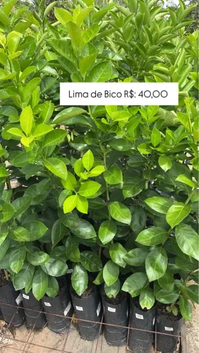 Mudas de Lima de Bico - R$ 40,00 mudas enxertadas 