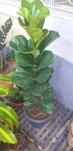 Ficus Lyrata (Figueira-Lira) - Planta Linda e Exuberante