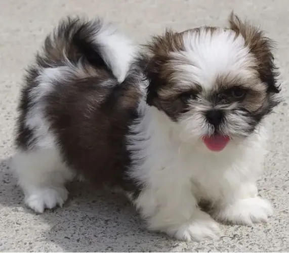 Filhote Shih Tzu com foco em você