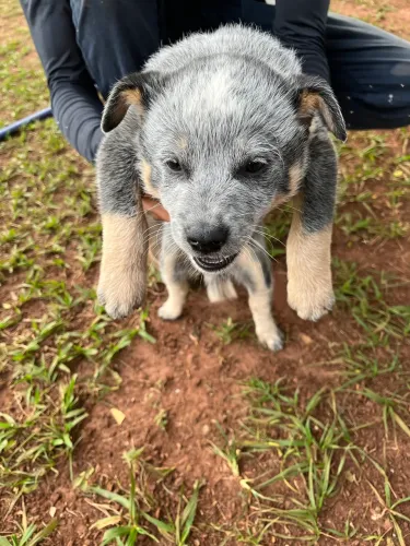 Vendo filhote de Blue Heeler