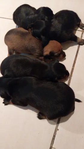 Vendo filhote de pinscher