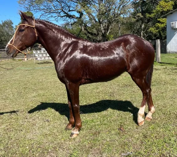 Cavalo manso de confiança  QM 