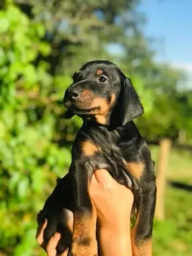 Doberman Super Brincalhões