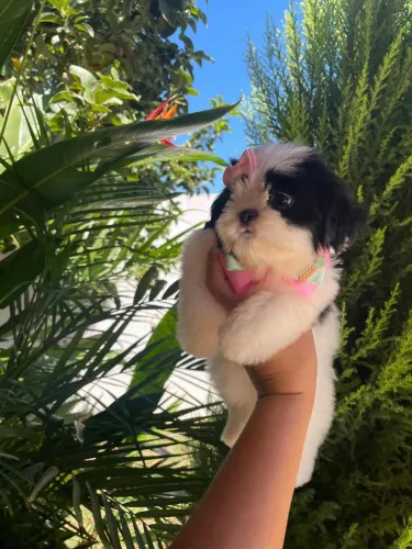 Filhote fêmea de shih Tzu pura 