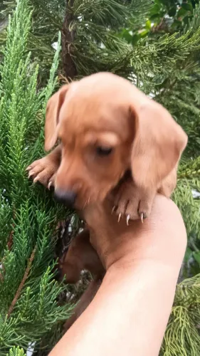 filhote de dachshund excelente linhagem