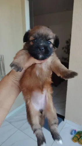 Vende-se filhote de Shihtzu com poodle.
