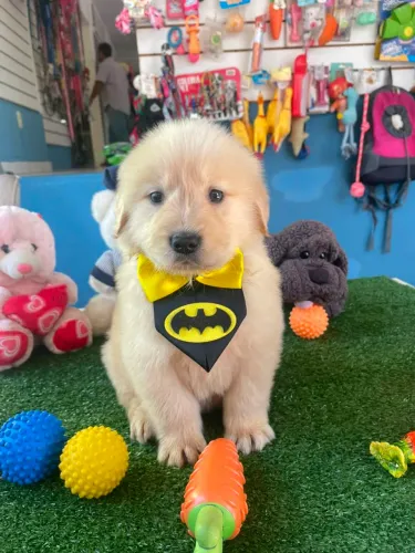 Filhote de Golden Retriever machinho 
