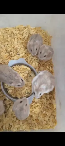 Hamster Anão Russo