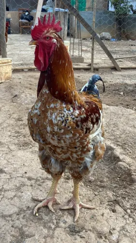 ovos galados Galinha Sertanejo Balão (GSB)
