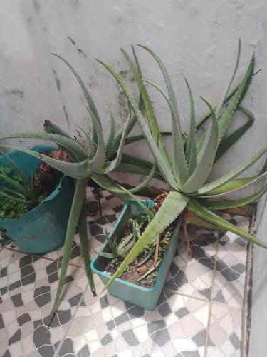 Lindas mudas de babosa