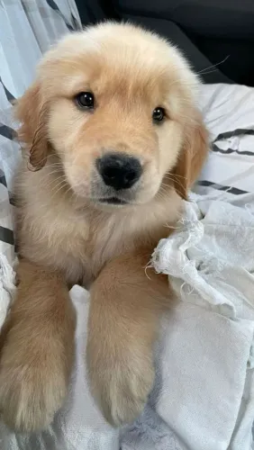Golden Retriever Força, equilíbrio e muita personalidade