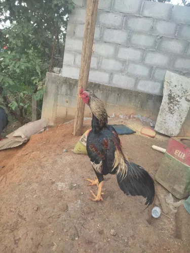 Frango idio 
