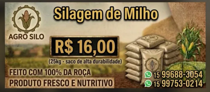 Silagem de milho 100% das espigas 