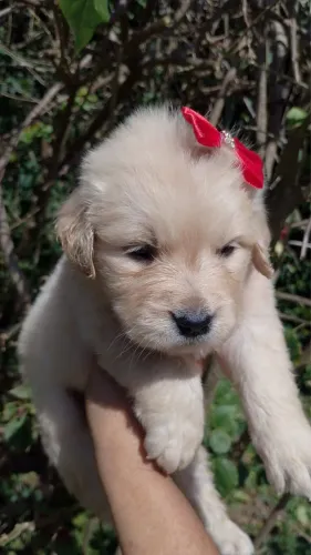 Golden Retriever Premium para Sua Família