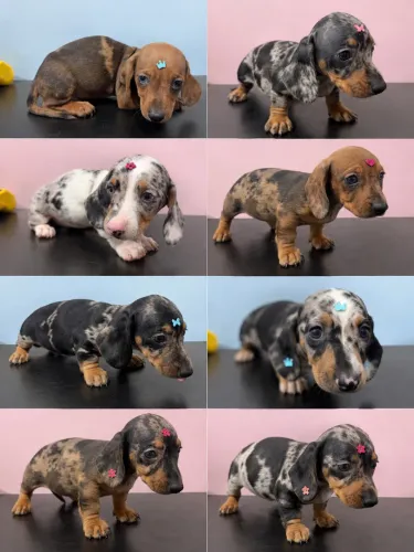 FILHOTES DE DACHSHUND (SALSICHINHA) ARLEQUIM