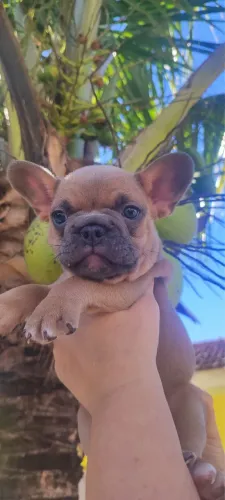 Filhote macho de Bulldogue Frances