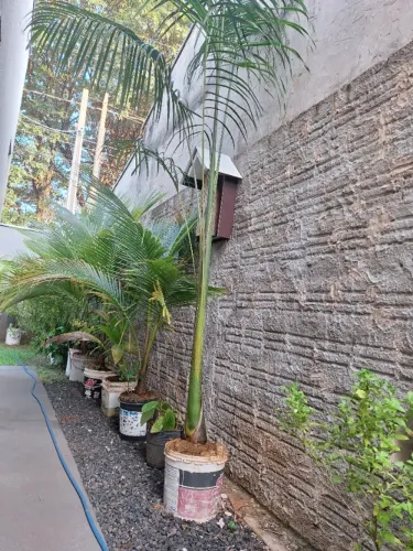 Vende-se muda de Palmeira Imperial com 3,50 mts
