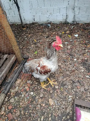 Frango gsb