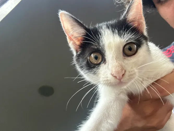 gatinha filhote